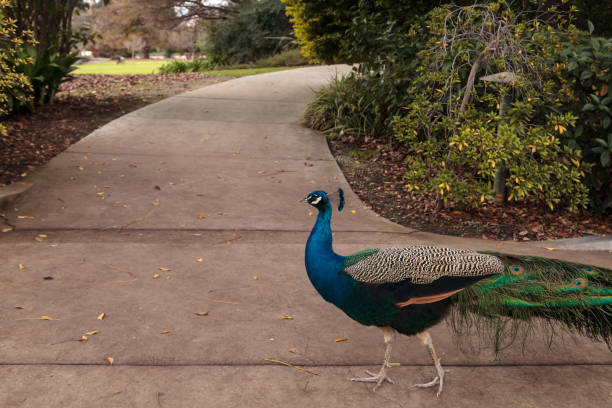 istock Blue and green male peacock Pavo muticus 638614934