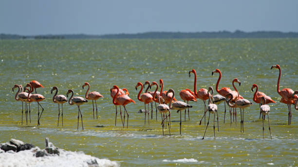 istock Flamingos in Yucatan Mexico 638615226