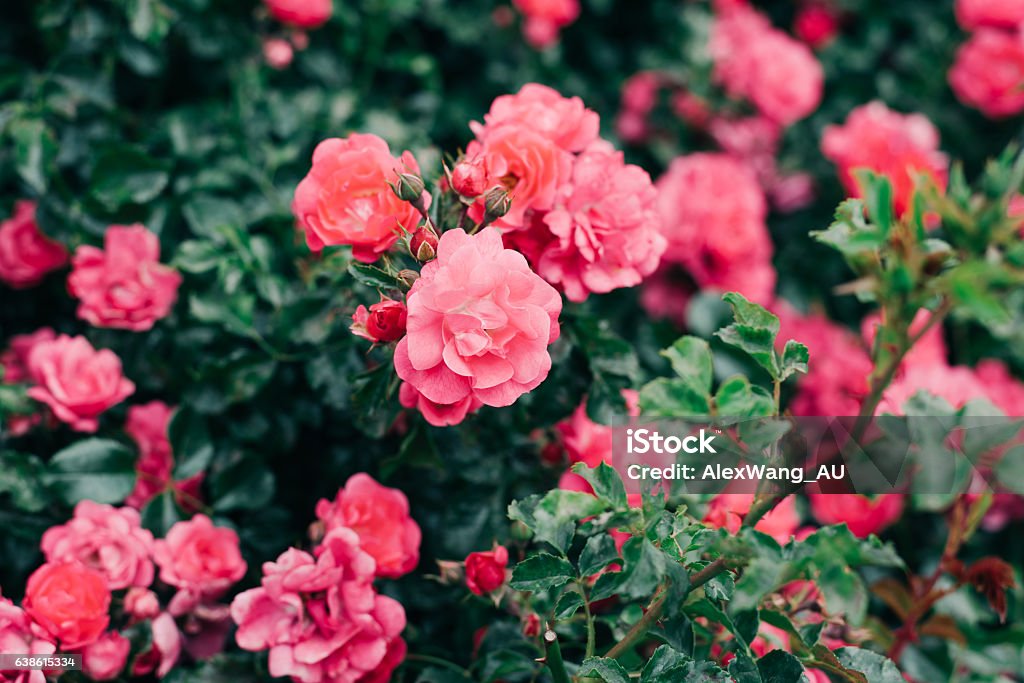 Real Wallpaper Of Nature Real Small Roses In Dark Pink Stock Photo -  Download Image Now - iStock