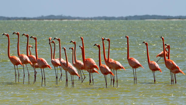 istock Flamingos in Yucatan Mexico 638615866