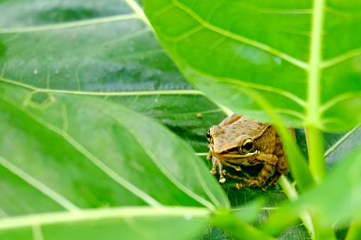 Little brown frog peeking from sidelines of foliage, watching something calmly