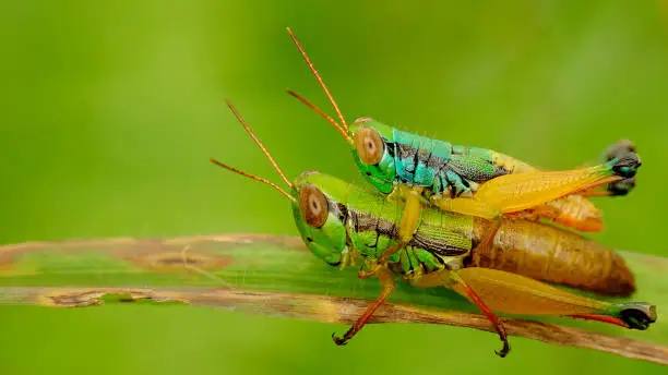 Photo of Two grasshoper Mating