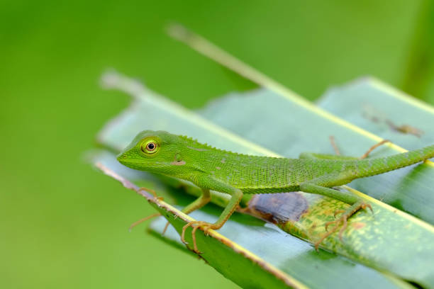 istock maned forest lizard In The Wild 638616690