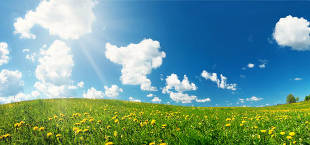 istock Field with dandelions and blue sky 638618684