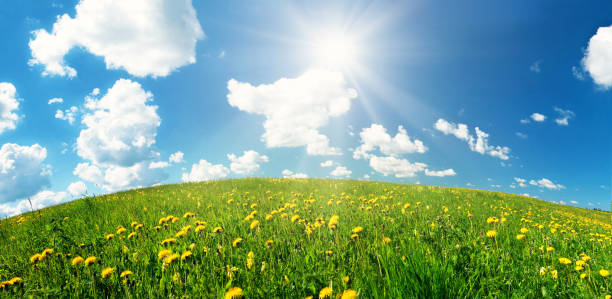 istock Field with dandelions and blue sky 638619282
