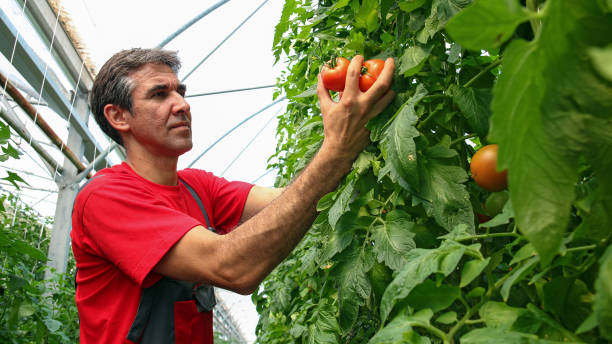 portrait of tomato grower in polytunnel - greenhouse industry tomato agriculture imagens e fotografias de stock