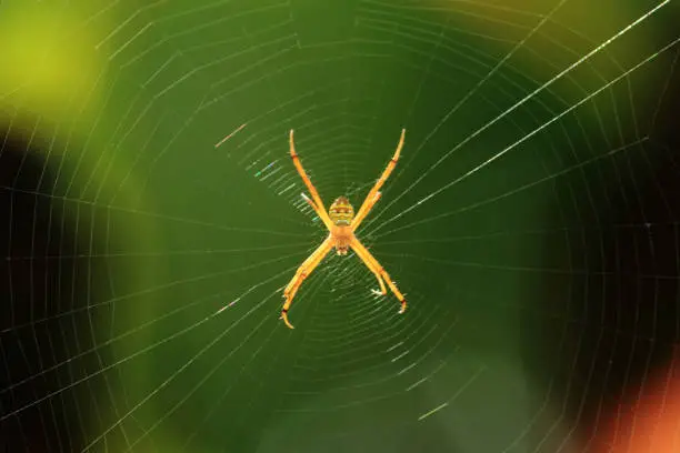 Photo of Spider on its web