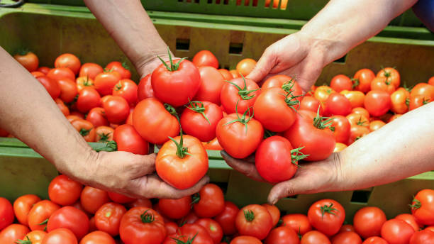 istock Farmer's Hands With Freshly Harvested Tomatoes 638621260