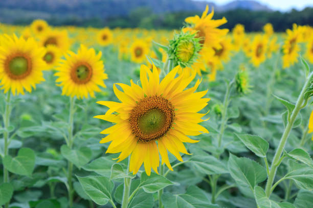 istock Sunflower field at the mountain 638623370