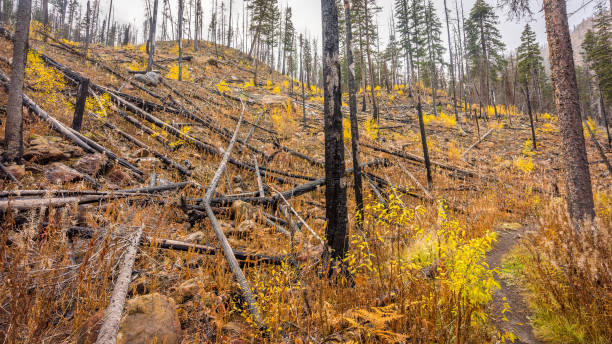istock Burned trees after a fire in the mountains 638623710