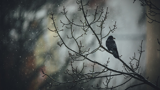 Black crow sitting on a branch in snowy winter