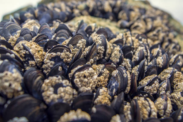 istock mussels at the beach 638626444