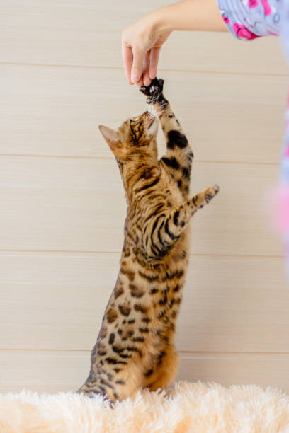 istock cute beautiful Bengal cat on the carpet 638627160