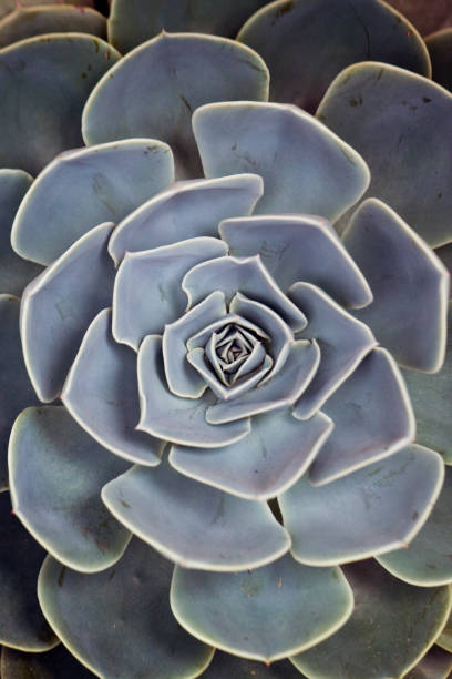 istock leaves of succulent plant 638628548