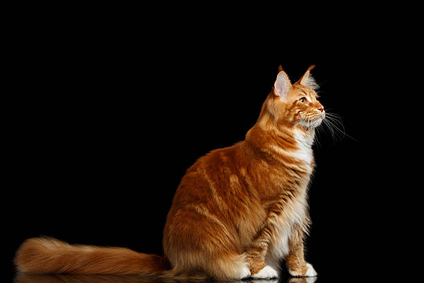 istock Ginger Maine Coon Cat Isolated on Black Background 638630074