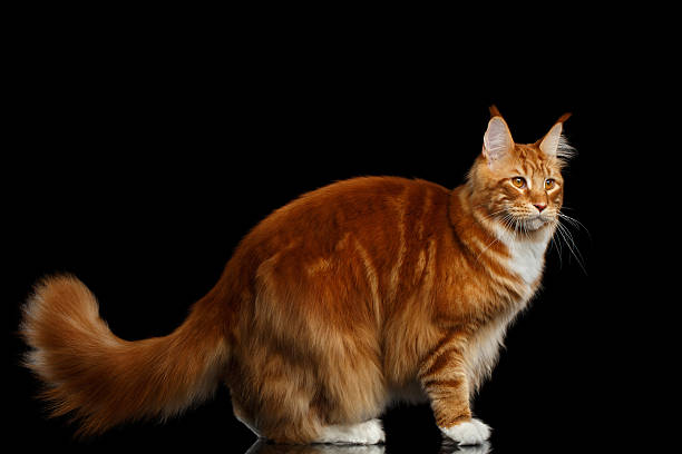 istock Ginger Maine Coon Cat Isolated on Black Background 638630746