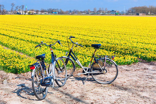 Active bike holiday travel background with two bicycles near yellow daffodil flower field in Holland