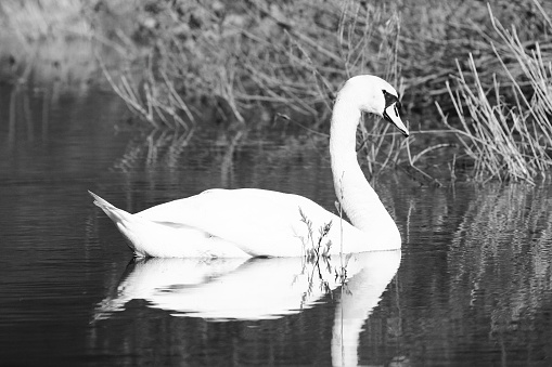 swan on river
