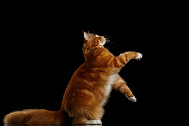 istock Ginger Maine Coon Cat Isolated on Black Background 638631110