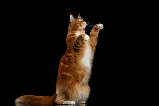 istock Ginger Maine Coon Cat Isolated on Black Background 638631194