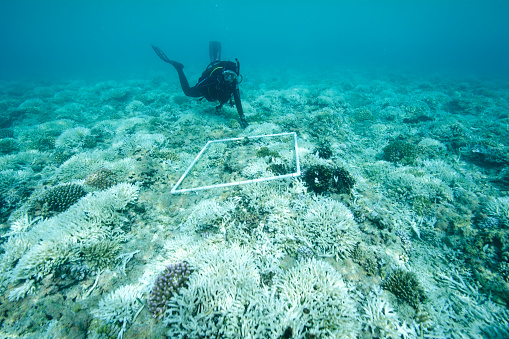 coral reef bleached by global warming is being surveyed by marine biologist