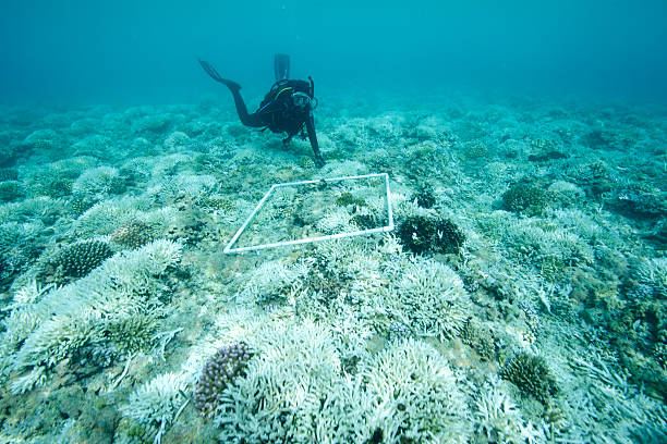 marine biologist surveys bleached reef stock photo