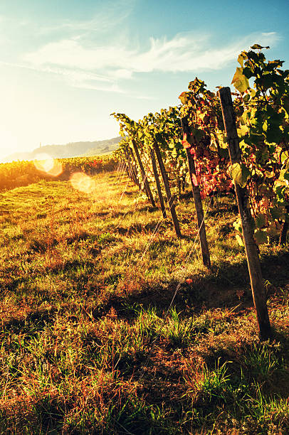 istock Vineyards near the Niederwald Monument by sunset 638632574