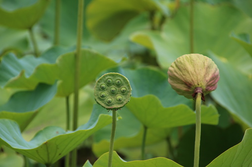 Nelumbo nucifera or Indian lotus, sacred lotus, bean of India is native to tropical Asia and Australia. It is the national flower of India and Vietnam. It is also cultivated in the Sir Seewoosagur Ramgoolam Botanical Garden in Pamplemousses in Mauritius, Indian Ocean, Africa.