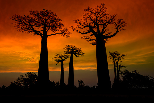 Silhouette of Baobab trees (Adansonia) in Madagascar. Location: Avenue de Baobab, Western Madagascar. 