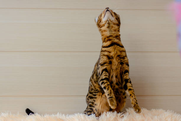 istock cute beautiful Bengal cat on the carpet 638634756