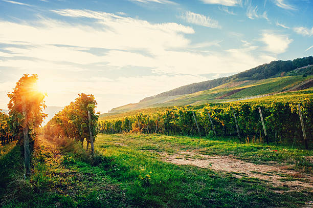 vineyards near the niederwald monument by sunset - rheingau stockfoto's en -beelden