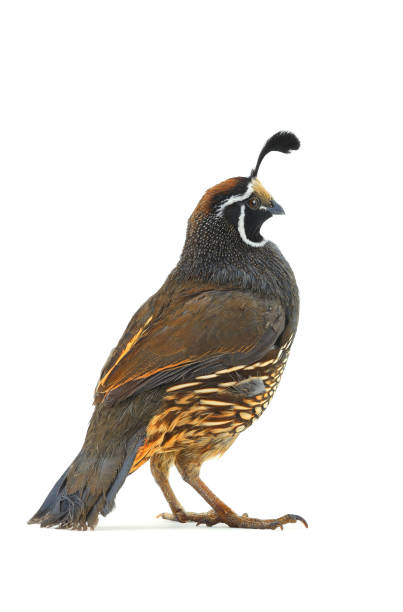 istock male California Quail 638634964
