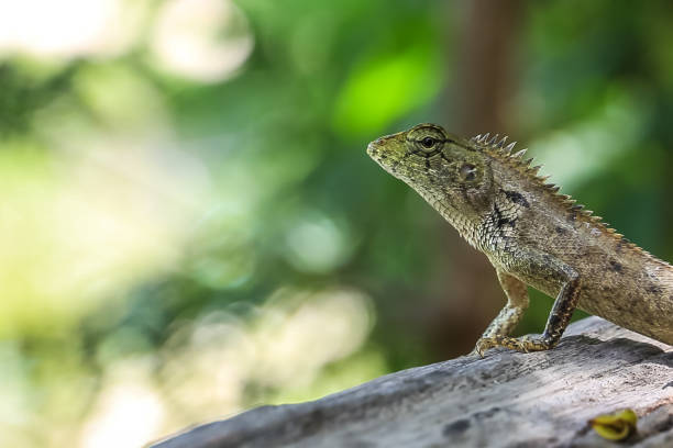 istock thai chameleon on branch of tree. close up 638634976