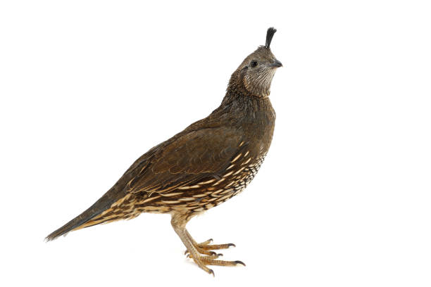 istock Female California Quail 638634994