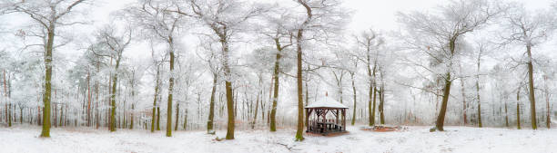 Panorama of winter forest with trees covered snow