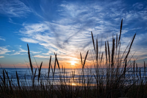 Sunset on atlantic ocean, beach grass silhouette