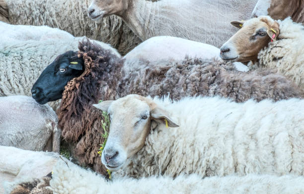 istock flock of sheeps grazing on the meadow 638640332