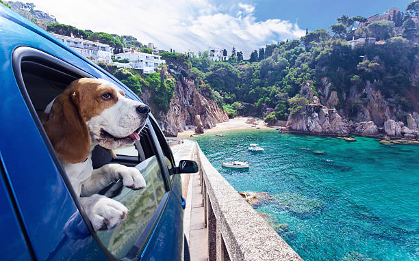 Cute dog travels in car to the sea Cute dog travels in the blue car to the sea blue beagle stock pictures, royalty-free photos & images