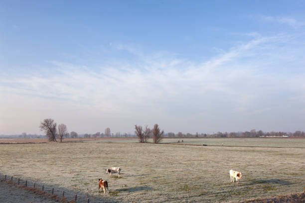 red and white cows in wintry meadow in floodplains of river Lek between Lexmond and Ameide in the netherlands