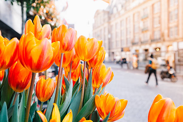 Tulips and Amsterdam Close up view of Holland red and orange tulip flowers with green leafs on street of Amsterdam, Netherlands. dutch baroque architecture stock pictures, royalty-free photos & images