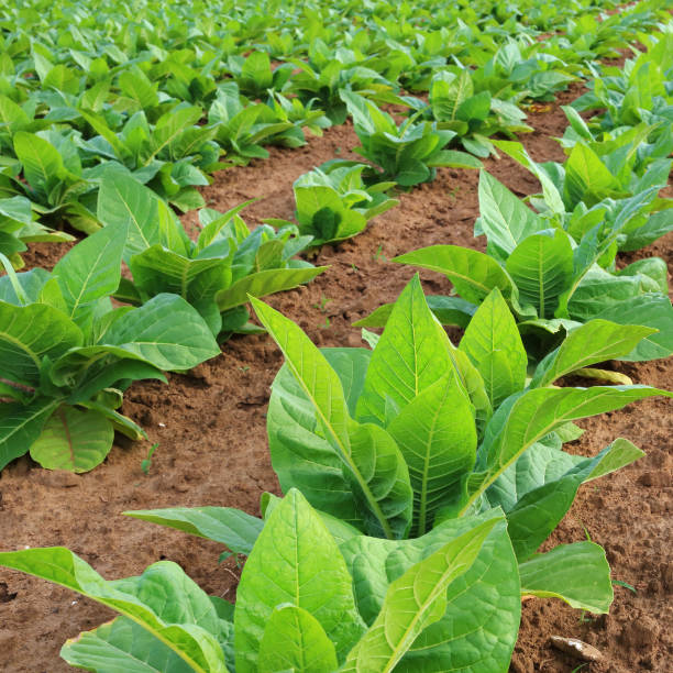 plantação de tabaco - tobaco - fotografias e filmes do acervo