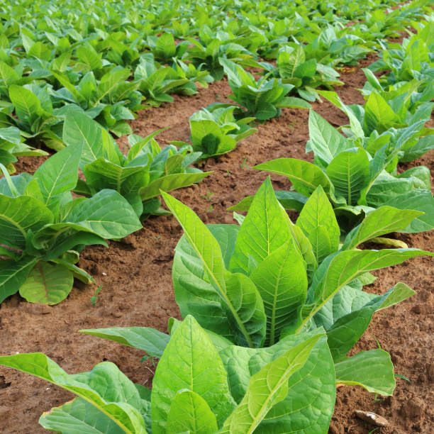 табак плантация - tobaco стоковые фото и изображения