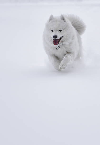 Samoyed in snow - fotografia de stock