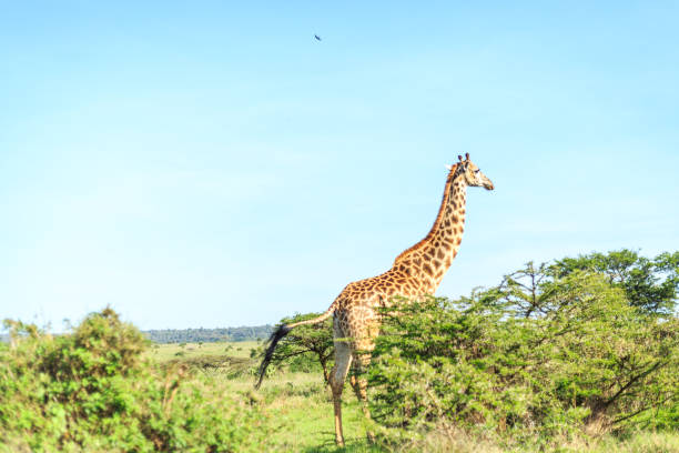 istock Giraffe in Nairobi National Park, Kenya 638643972