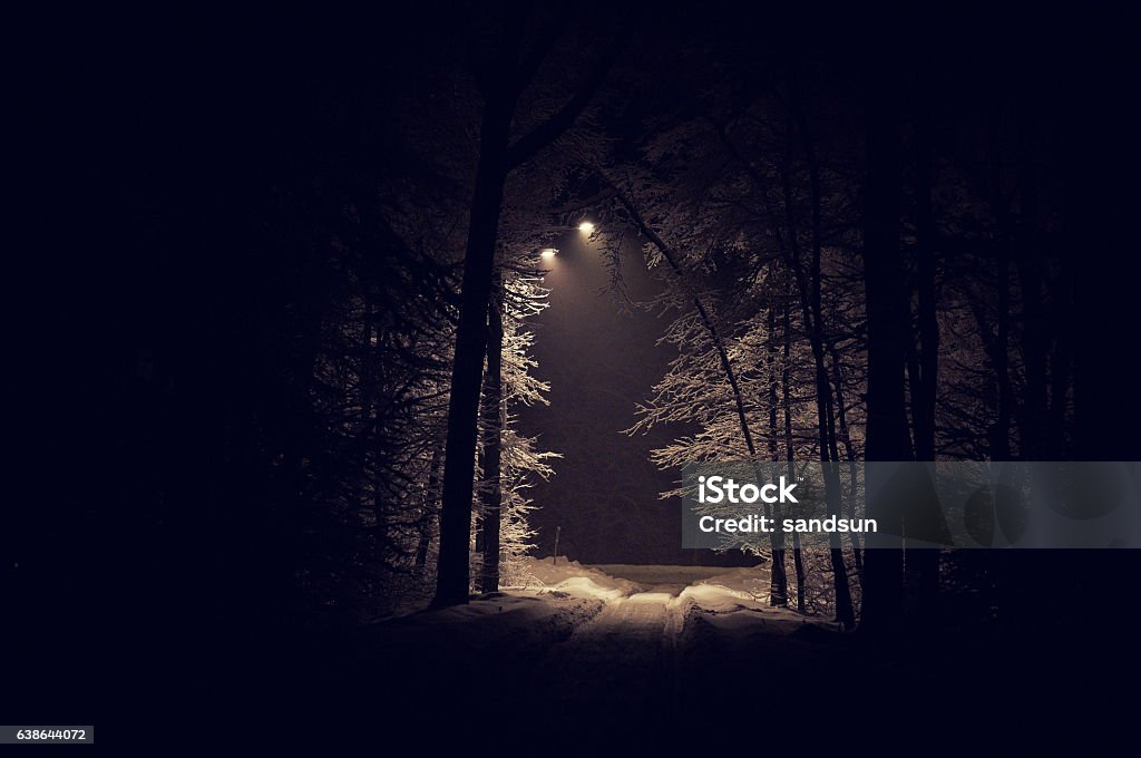 deep forest Dark Stock Photo