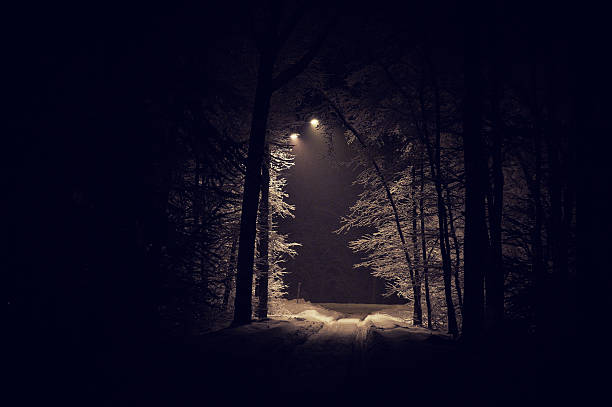 deep forest deep forest blizzard photos stock pictures, royalty-free photos & images