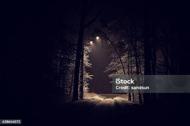 Deep Forest Stock Photo - Download Image Now - Dark, Forest, Night