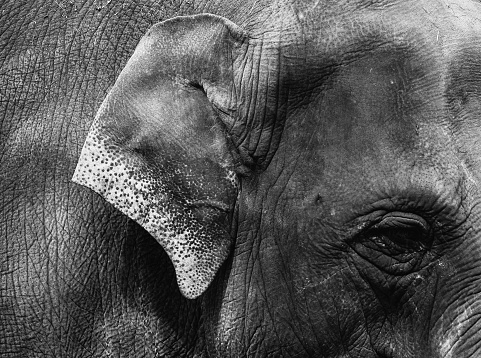 Close-up view of eye and ear of an Asian elephant. Black and white.