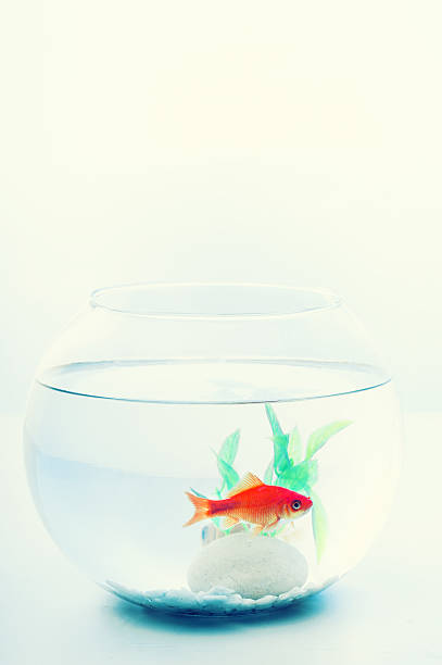 istock Goldfish in a fish bowl 638647284
