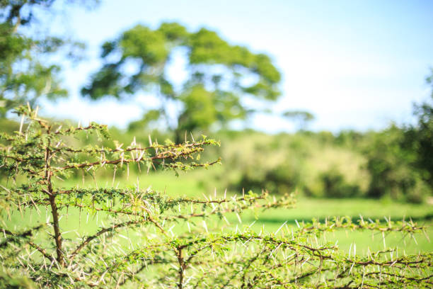 Close up of small thorny acacia tree, Africa